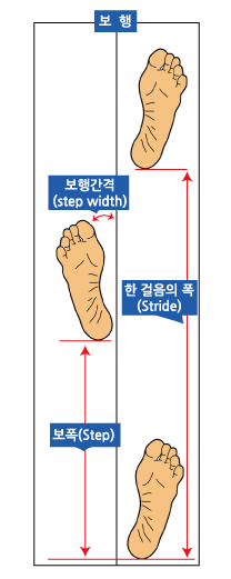 유산소 운동 다이어트, 걷기 운동 효과 및 방법(보폭, 보행간격)